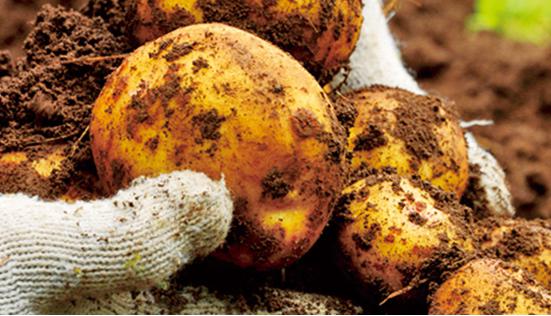 らでぃっしゅぼーや コスパ