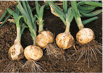 悪い口コミ・評価