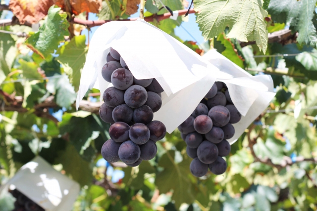 シャインマスカット